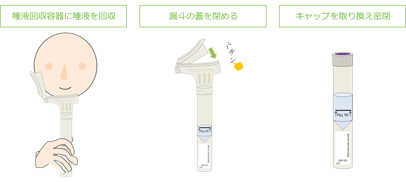 イラスト：唾液の採取方法　唾液回収容器に唾液を回収、漏斗の蓋を閉める、キャップを取り換え密閉